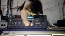 Galeria: Koty i radia