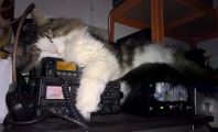 Galeria: Koty i radia